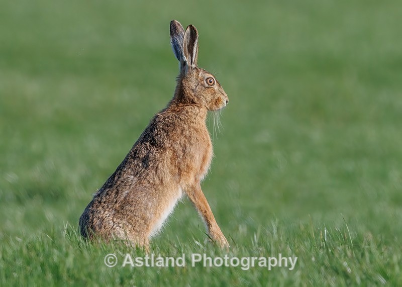 Brown Hare - Latest Images