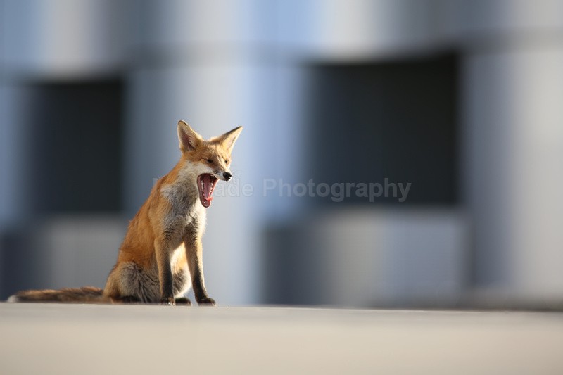  - Bristol Urban fox - foxes in family group