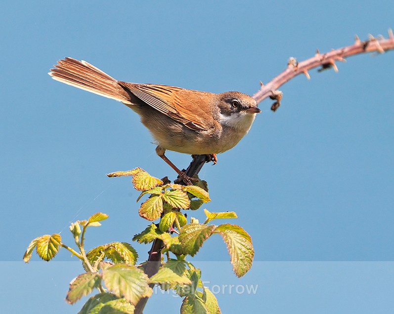 Whitethroat perched on bramble at Durlston - Whitethroat