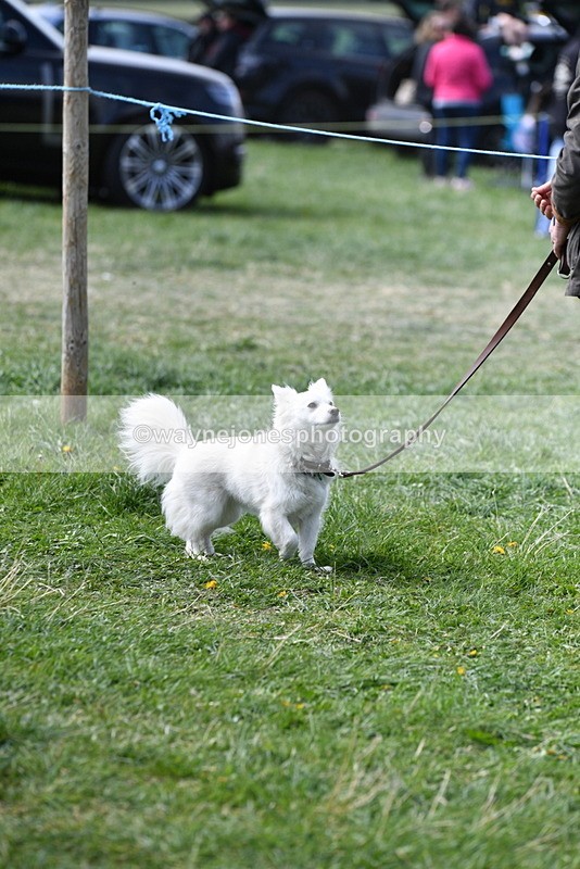 WJ5_0808 - Best in Show Championship