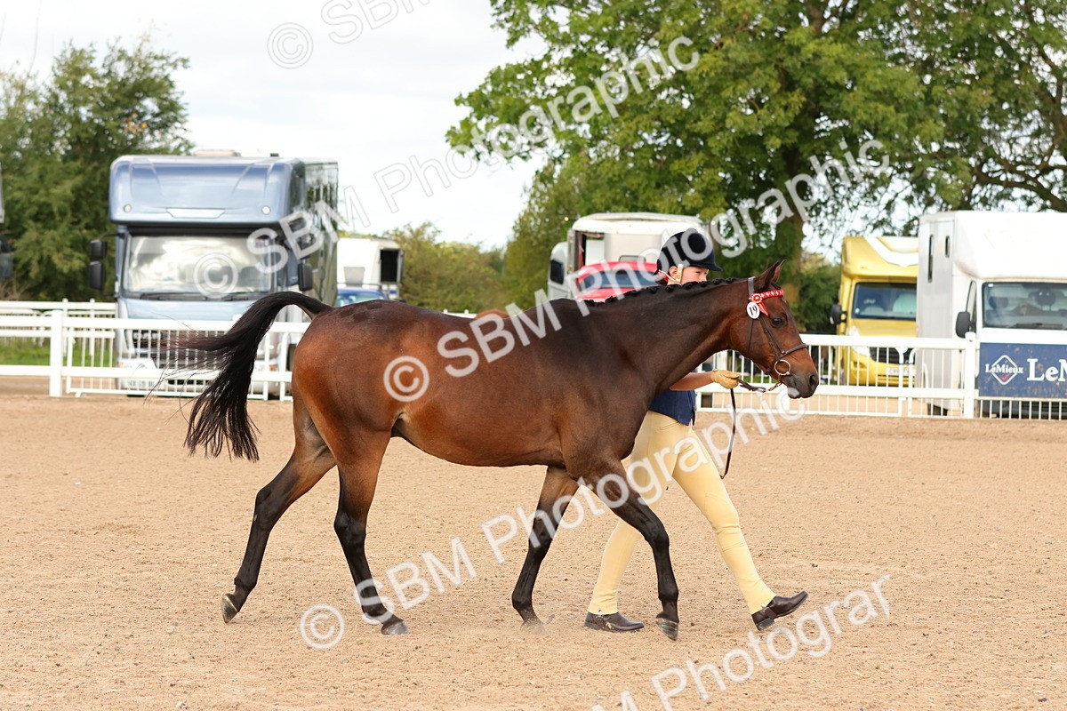 SBM_10167 - Class 205 - IH Show Pony - Show Hunter Pony