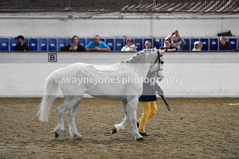 WJ5_4667 - Class 3 Part Bred In hand