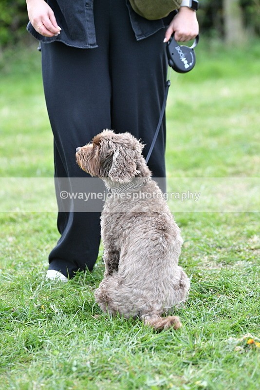 WJ5_9376 - Class 1 Best Cross Breed / Heniz 57