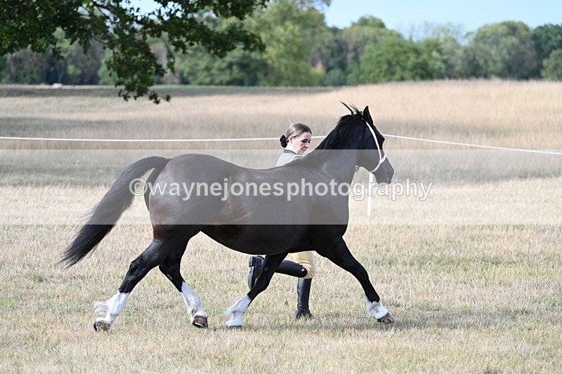 WJ7_8236 - In-hand Championship