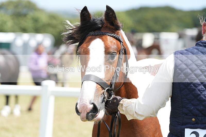 DSC06723 - Class 58: Coloured Pony Youngstock