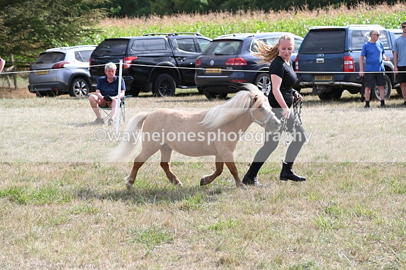 WJ6_6939 - Class 21 Shetland & Mini Horses
