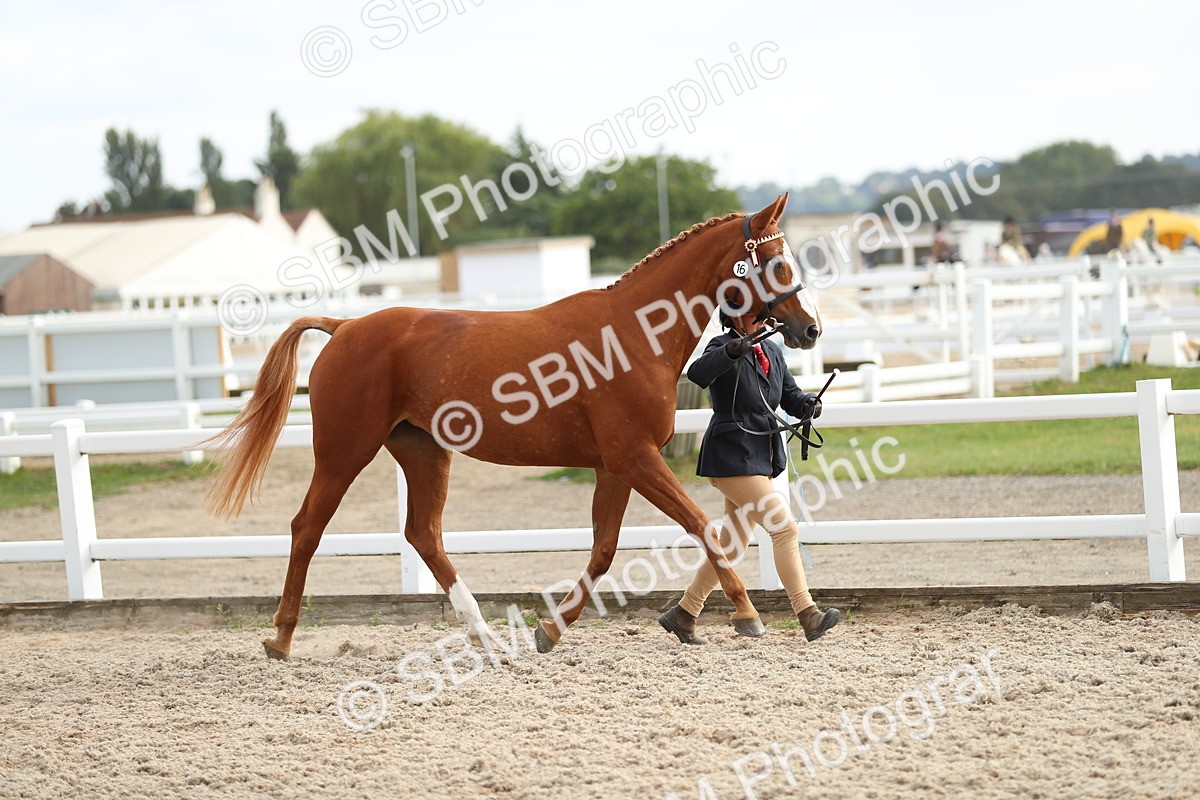 SBM_08558 - Class 28 - IH Veteran Horse