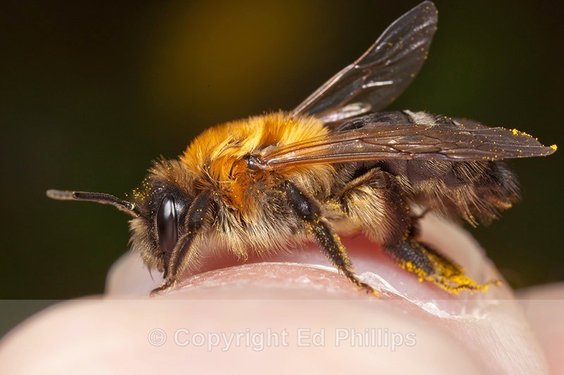 Andrena nitida (f) - Andrena nitida