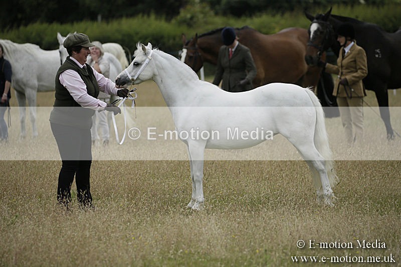 B230619-0535 - Bourne Valley Riding Club Summer Show 23/06/19