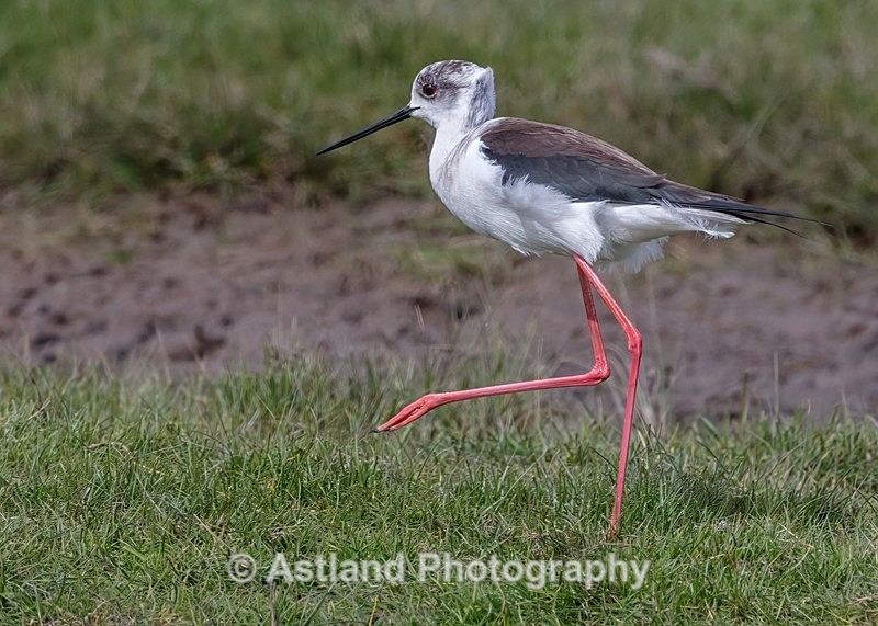 Astland Photography, Bird and Wildlife Images, Susan and Peter Wilson, U.K.