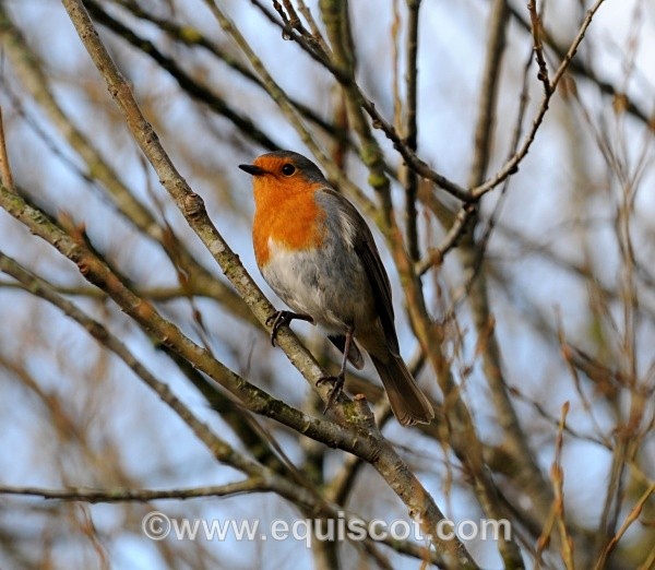  - Wildlife & Landscape