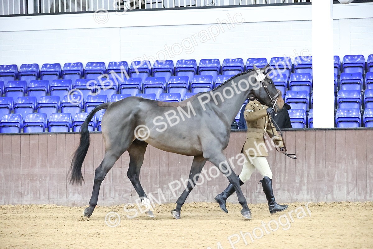 SBM_5188 - Class 39 - In Hand Gelding