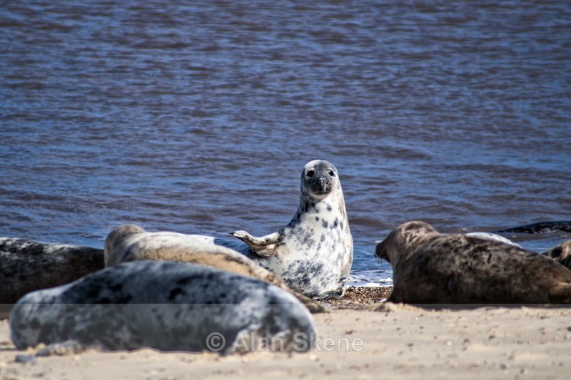 DSC02934 - Norfolk