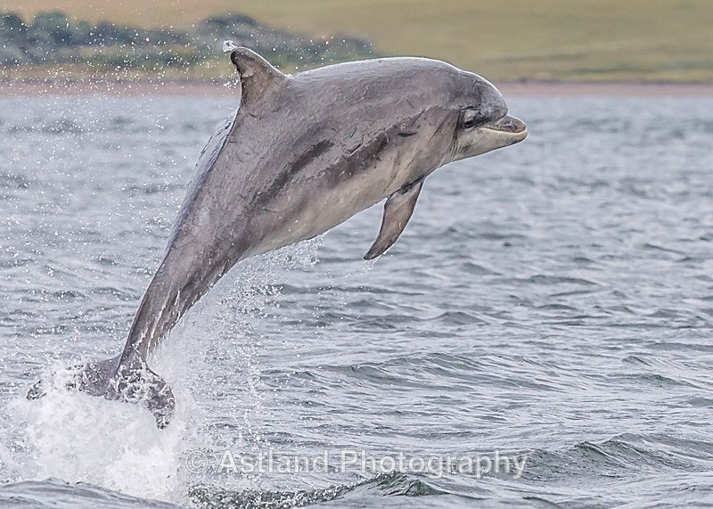 Astland Photography, Bird and Wildlife Images, Susan and Peter Wilson, U.K.
