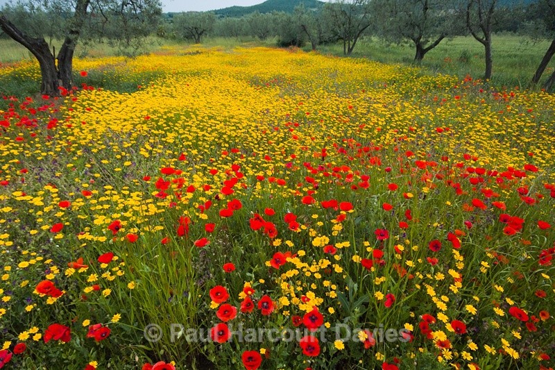  - ITALY - Home