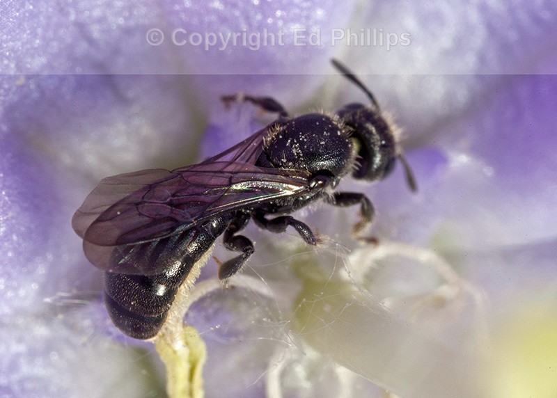 Chelostoma campanularum (f)