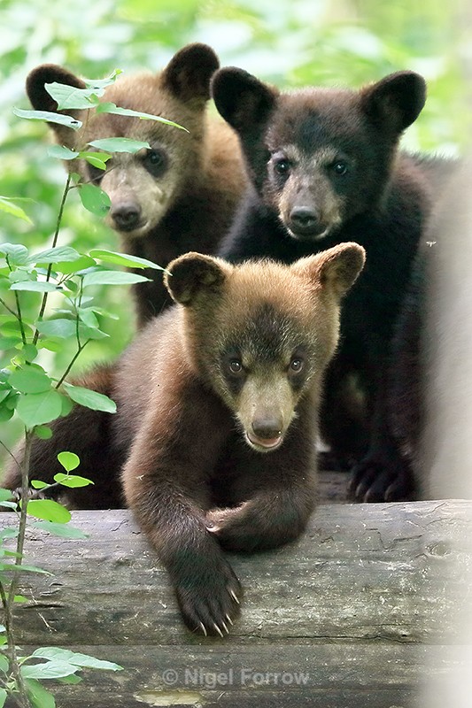 Three Black Bear cubs, Minnesota, USA - American Black Bear