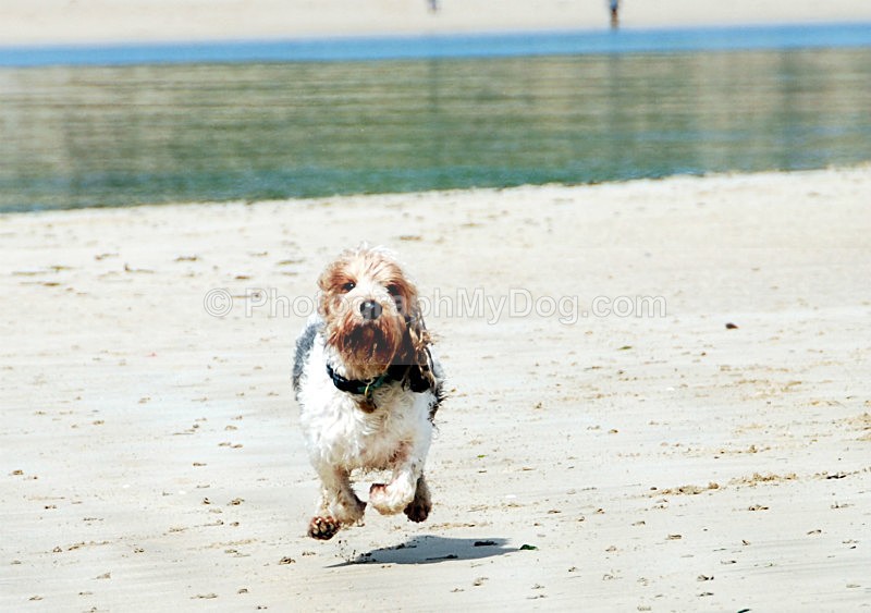 - Grand Basset Griffon Vendeen