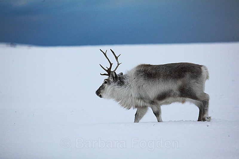 Reindeer 10 - Latest Photos
