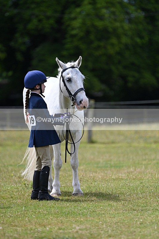 WJ7_6742 - Class 5 Handsome Gelding in hand
