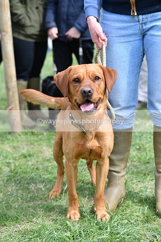 WJ5_9735 - Class 3 Most Handsome Dog