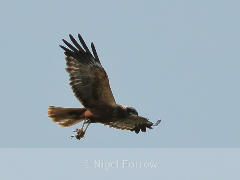 Marsh Harrier carrying prey, Otmoor RSPB - Marsh Harrier