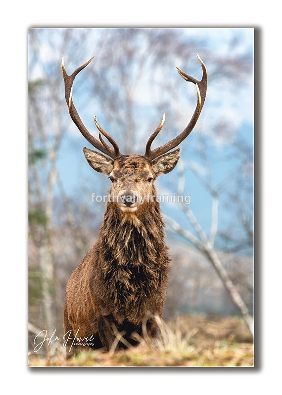 - Scottish Stags- picture