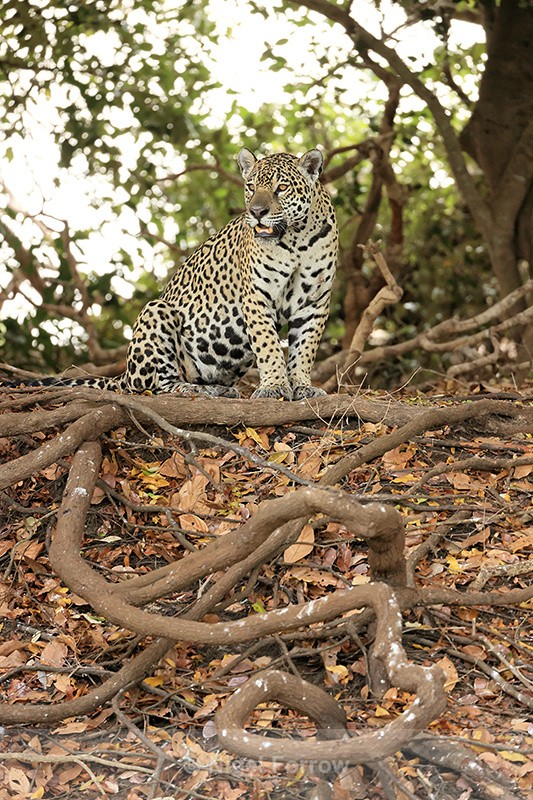 Female Jaguar and tree roots, Corixo Negro, Mato Grosso, Brazil - Jaguar
