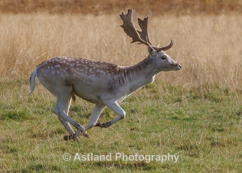 Fallow Deer - Latest Images
