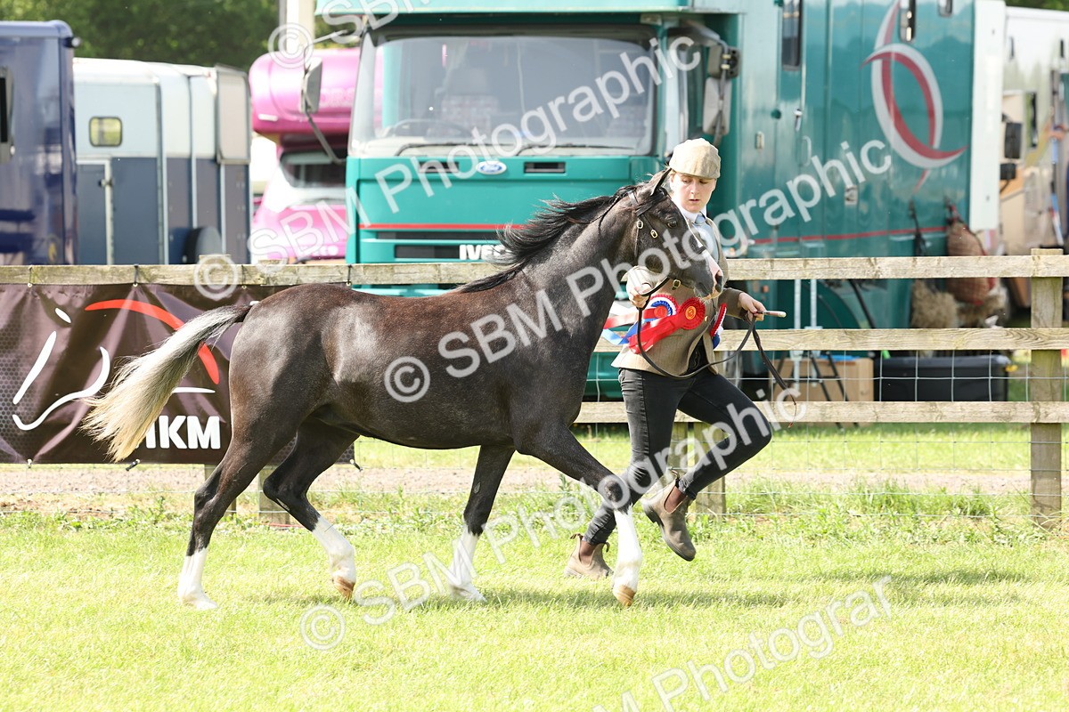 SBM_02432 - Class 6-13 - Mountatin and Moorland In Hand Welsh Breeds