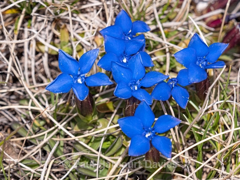 Spring gentian (Gentiana verna)  - Gargano - Wild Flowers