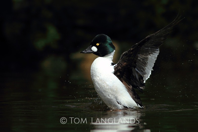 Goldeneye - Wildfowl