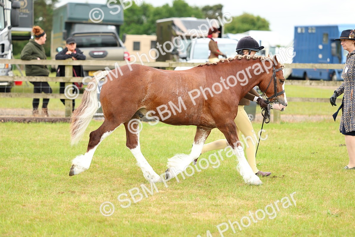 SBM_10372 - Class 44-45 - LIHS BSPS Open Nursery and Cradle Stakes