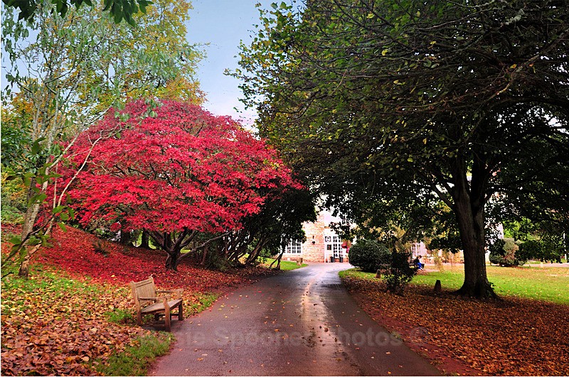 Acer in autumn 2 at Cockington Torquay - Cockington