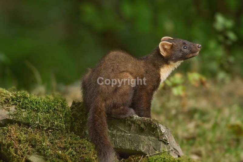 Pine Marten - Pine Marten