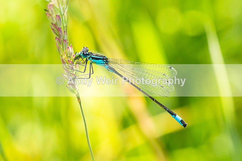 170619-untitled0037 - Dragonflies & Damselflies