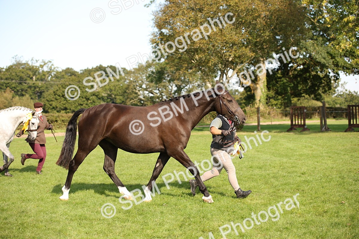 SBM_60145 - S53 - Hunter In Hand
