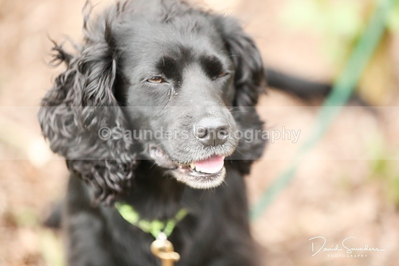 SPXX3962 - Endurance Dogs