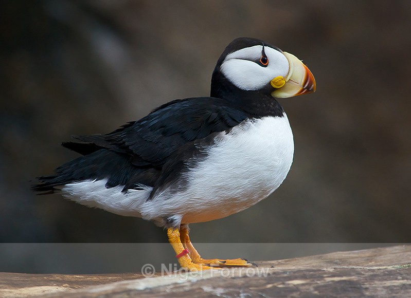 Horned Puffin at the Alaska Sealife Centre, Seward - Horned Puffin