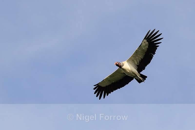 King Vulture flying, Costa Rica - King Vulture