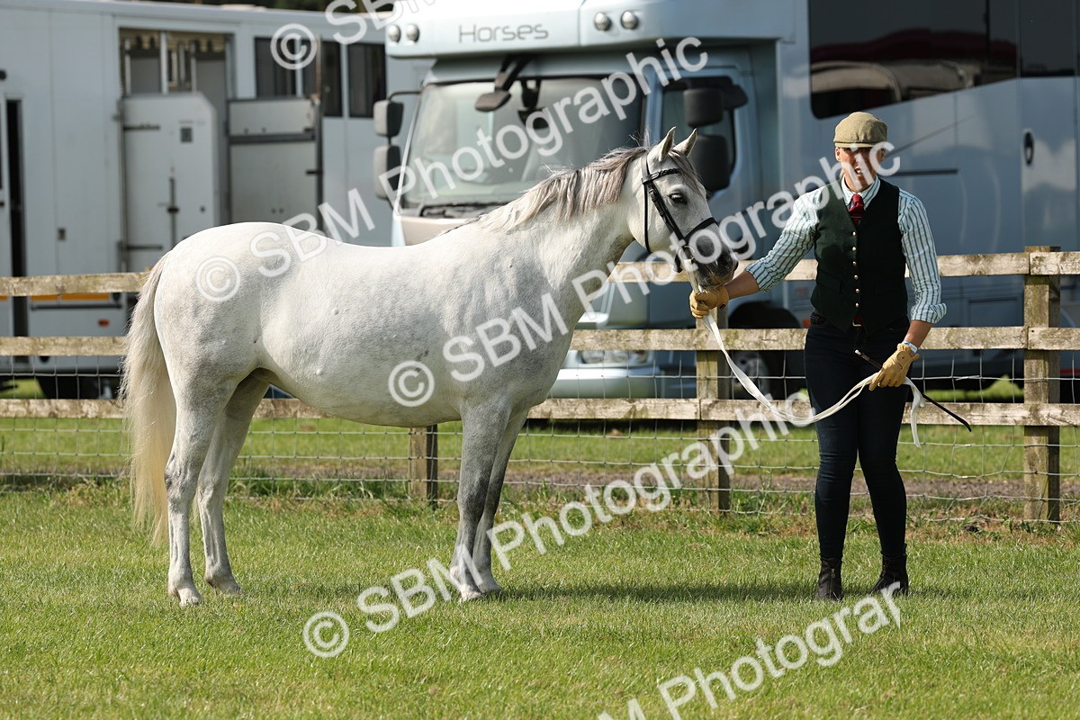 SBM_00753 - Class 6-13 - Mountatin and Moorland In Hand Welsh Breeds