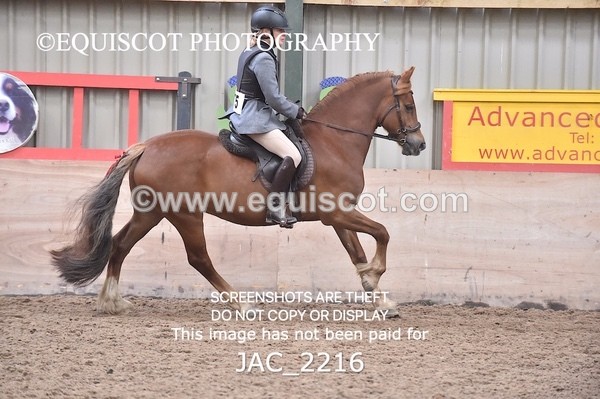 JAC_2216 - CLASS 2 Novice Working Hunter