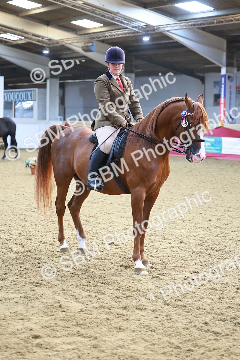 SBM_07691 - Class 101 - HOYS Veteran Qualifier - Ridden Diamond