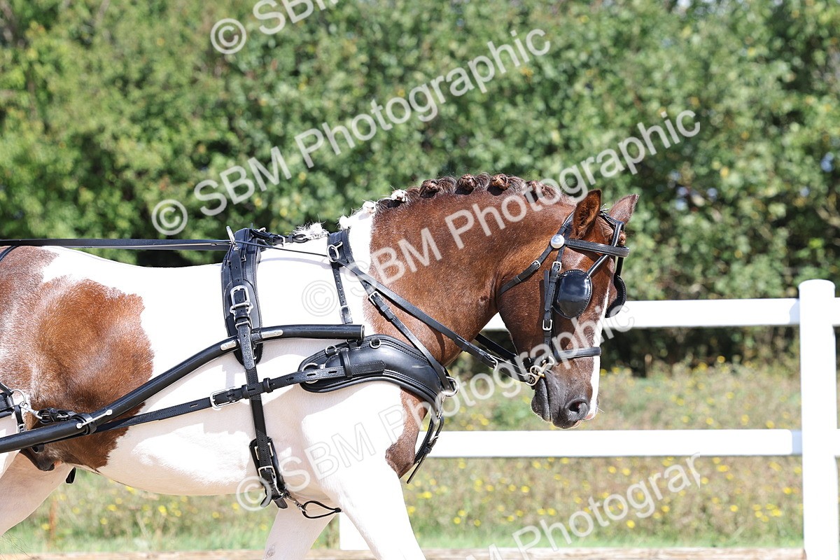 SBM_000875 - Class 8 - Novice Horse or Pony to any vehicle