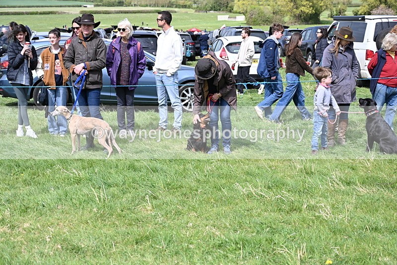 WJ6_8685 - Class 8 Best Working / Gun Dog or Bitch