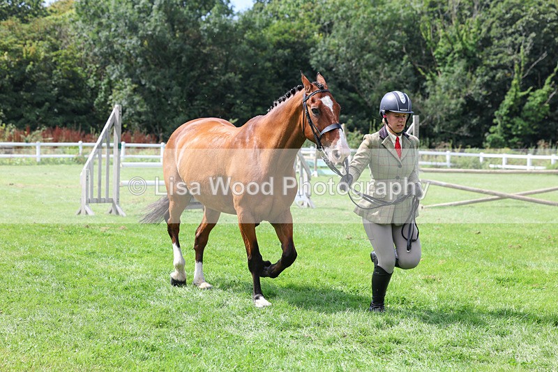 3E7A8783 - Class 5: Working Show Horse