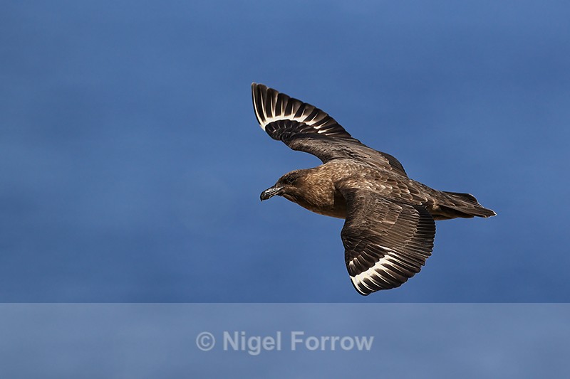 Brown Skua flying, blue sea background, Steeple Jason - Falkland (Brown) Skua