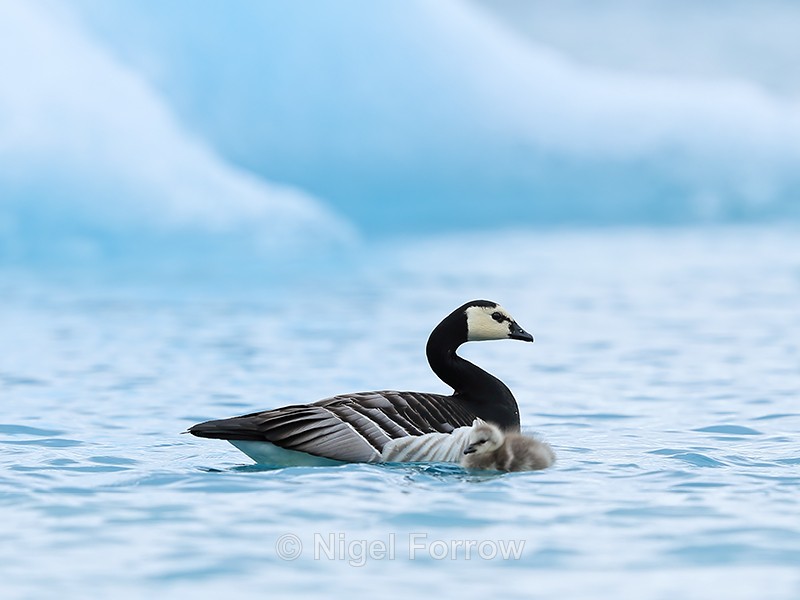 Barnacle Goose, adult & gosling, Jokulsarlon, Iceland - Barnacle Goose