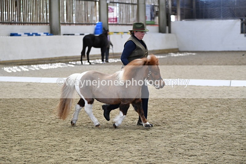 WJ5_4874 - Class 7 In hand coloured / odd coloured