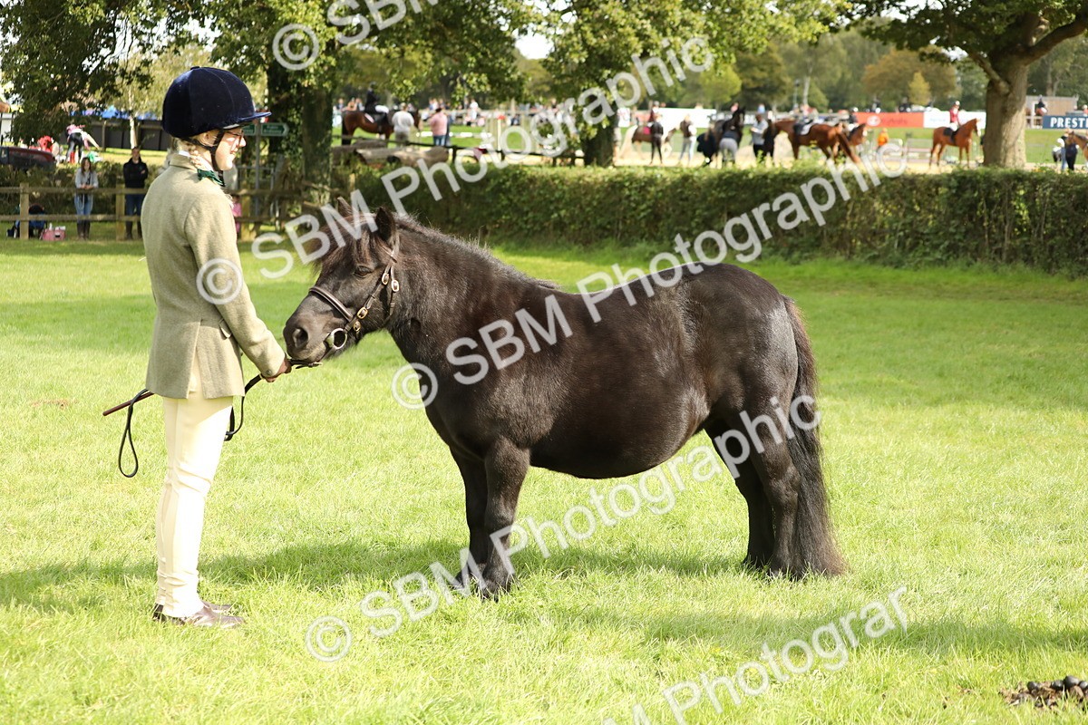 SBM_62830 - S46 - Mountain & Moorland In Hand Small Breeds